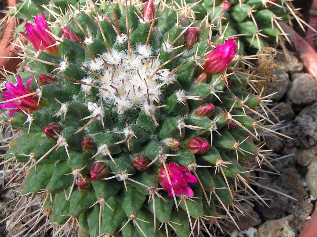 Mammillaria collinsii